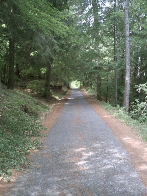 Der Weg führt durch einen dichten Wald steil bergan.