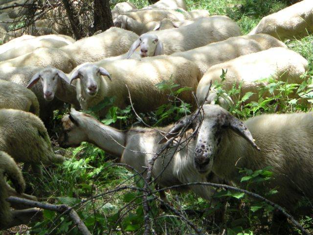 Schafe im Wald