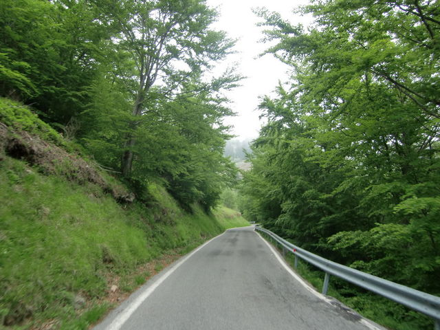 schmale Straße oft im Wald