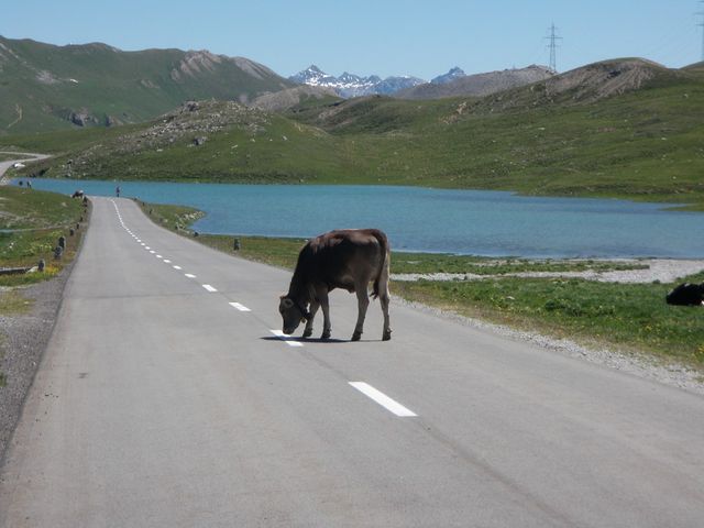 Die Kuh auf der Strasse