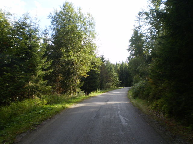 Alternative Nordanfahrt: Im oberen Teil geschlossener Wald.