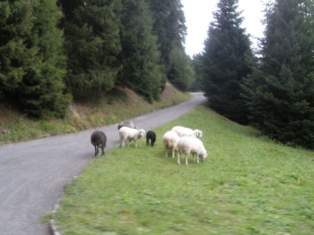 Schafe in Kehre 1.