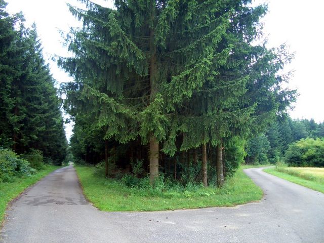 Kreuzung vom Waldlehrpfad von rechts.