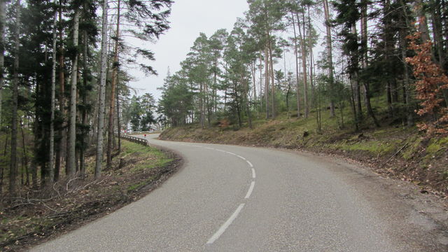 Nordanfahrt: Mehr Wald.