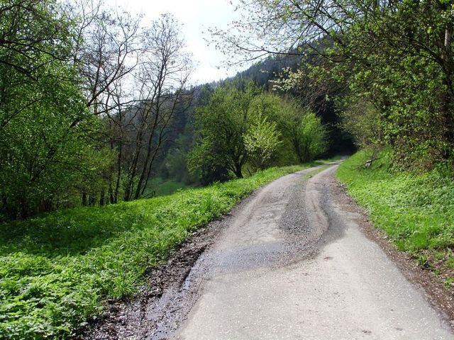 Übergang von Straße auf Waldweg.