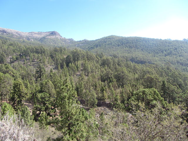 In der corona forestal oberhalb von Vilaflor.