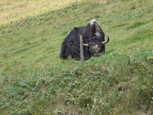 Ein typisch Schwarzwälder Rindvieh. Es heißt, daß vor langer Zeit ein buddhistischer Wanderprediger über den Hau zog und sich so in diese Tiere vernarrte, daß er ein paar davon in seine tibetanische Heimat mitnahm.