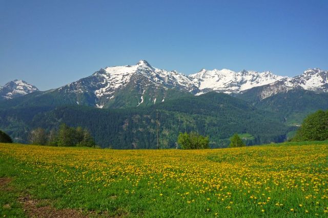 12 auf 1450m prächtige Blumenwiese mit P Forno(2902m) und P Campio Tencia(3072m).