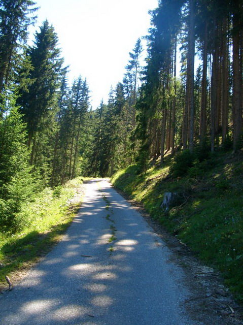 Waldstück nach Wergenstein.