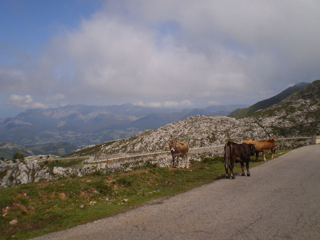 Kühe pflastern seinen Weg. Links ist der Parkplatz des Mirador de la Reina zu erkennen.