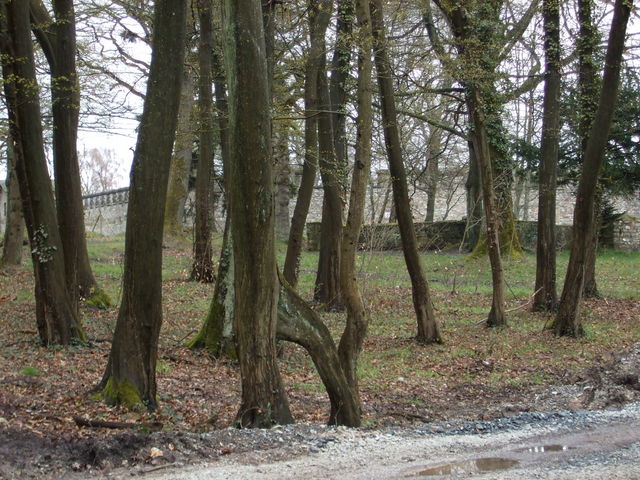 Zwischen den Bäumen sieht man einen Teil der Saalburg.