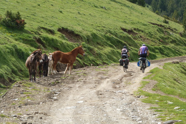 Mulis, Pferde und Esel (von links)