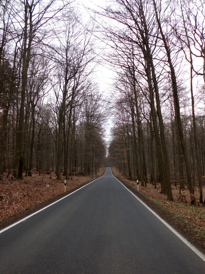 die schmale Kreisstraße im Wald