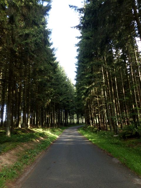 Wald...