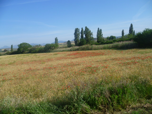 Ein trockenes Feld mit Mohnblumen. 