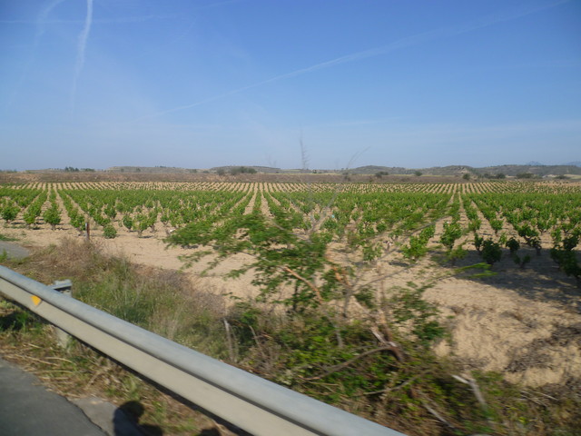 Noch einmal Weinfelder mit niedrig und buschig wachsenden Reben. 