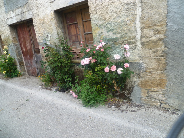 Stellvertretend für alle möglichen Dörfer: so oder so ähnlich immer wieder: alte Rosenstöcke in allen möglichen Farben vor den Häusern. 