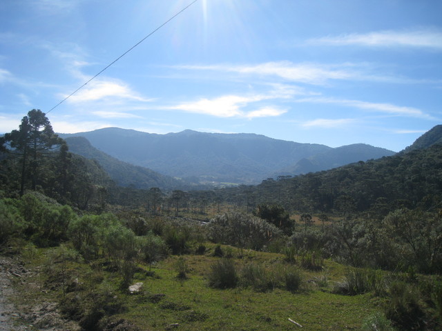 12 - Araukarienwald während der Abfahrt ins Tal vor Morro da Igreja