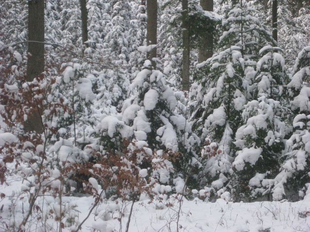 Schnee im Wald...nächste Woche kommt noch mehr!
