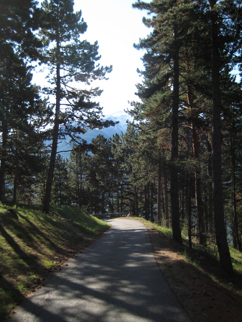 einsame Straße durch lichten Kiefernwald