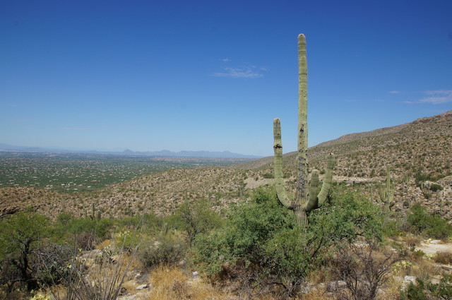 Mächtiger Saguaro beim Blick zurück