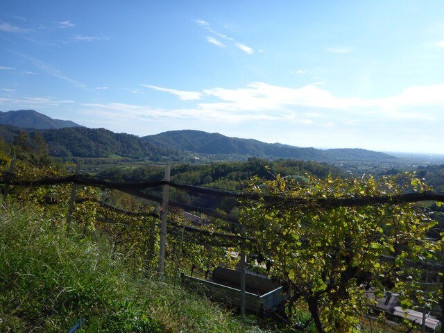 Blick über die Weingärten in die friulanische Ebene