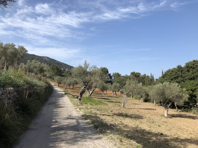 Es Verger (N) Olivenplantage am Hochpunkt (IMG 2035).
