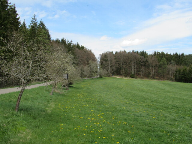 am Ende der Wiese führt ein Waldweg zur Schatzburg