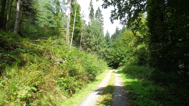 Waldweg.