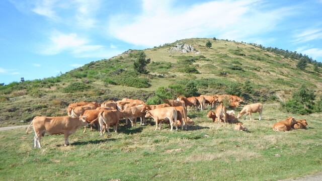 Kühe unweit der Passabzweigung auf die Schotterpiste