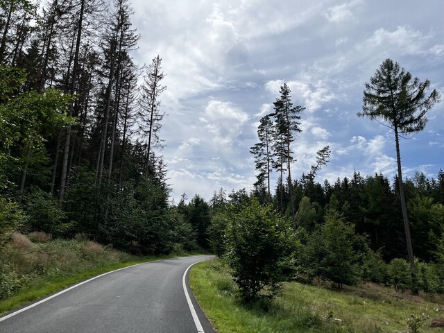 Beginnendes Waldstück vor der kurzen Gegenabfahrt. Photo: CC0 thelonious.