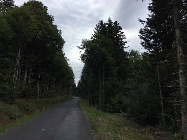 Col des Supeyres (W) Passage im Wald (IMG 7541).