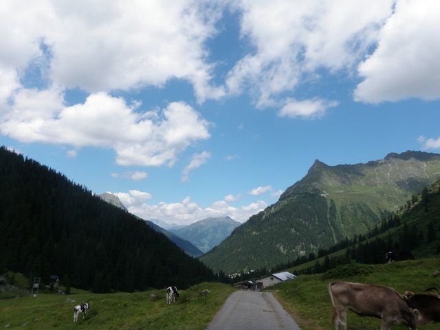 Die Alp auf 1700m