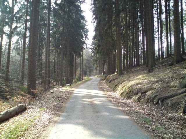 Die letzten Meter im Wald oberhalb Kemmenau