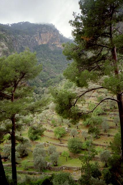 Solche Terassierungen sieht man häufig auf Mallorca - hier an den Auläufern des Macanella (1365 m).