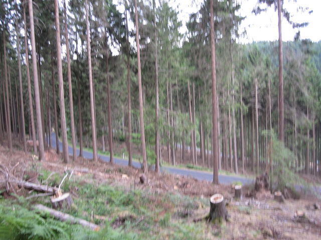 lichter Wald...