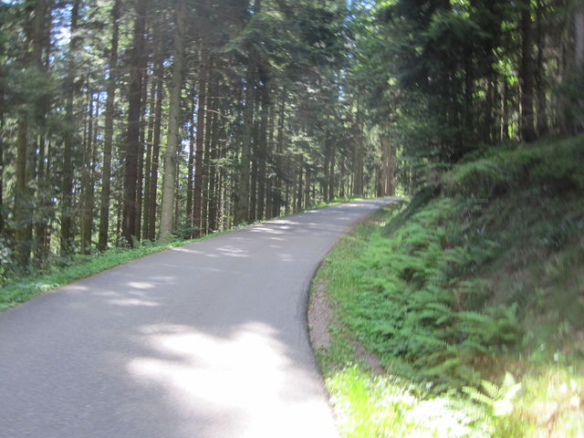 ... eine schmale steile Straße durch den Wald...