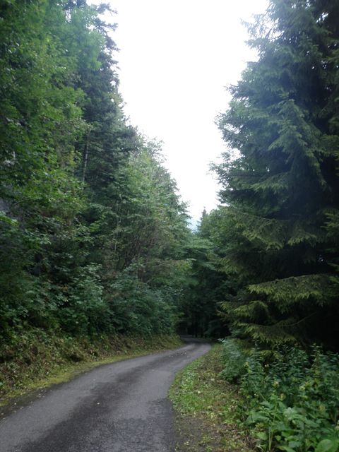 Viel Wald