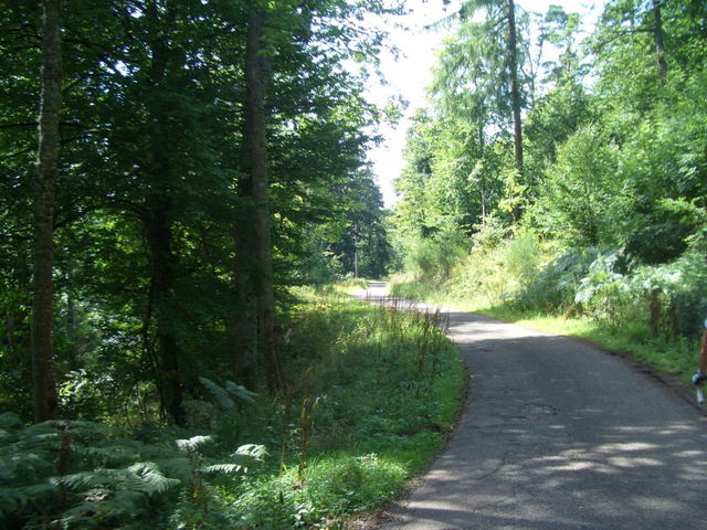 OST von Barr - Route forestière