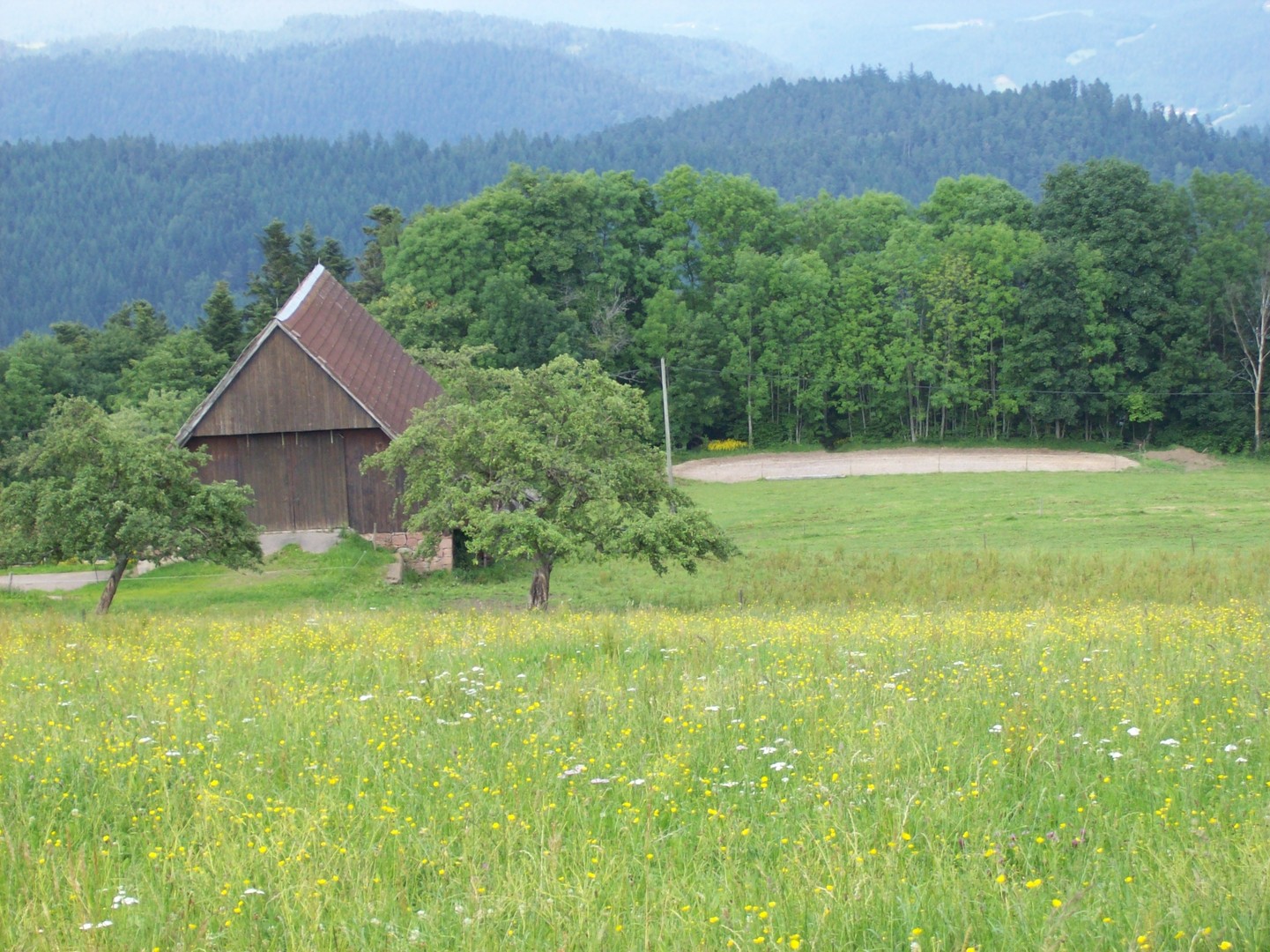 Sommerwiesen am Eulersbach