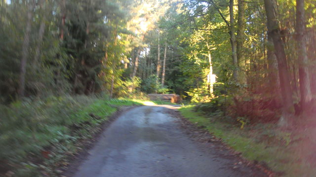 Einsame Straße im Wald