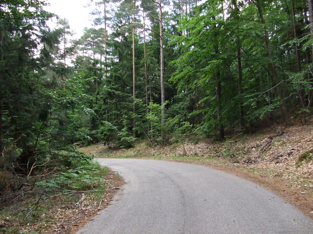 Hinter der Bundesstraße auf dem Waldweg zum Hirzeckhaus.
