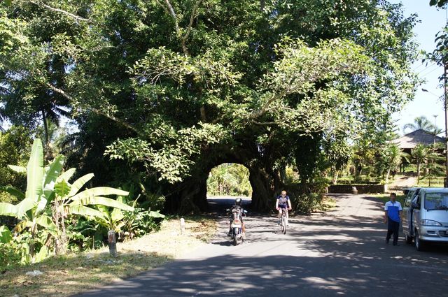 Der heilige Bunut Bolong Baum.