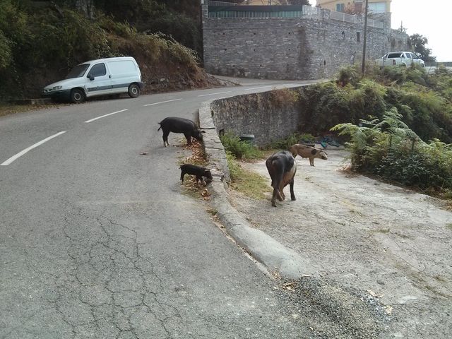 In Olmo wird man von Schweinen begrüsst.