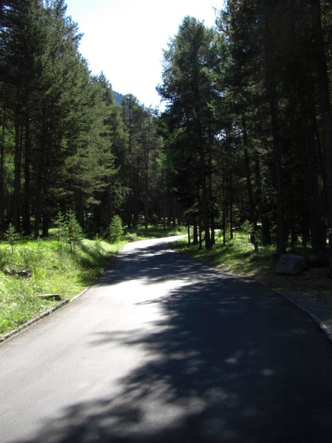 Immer höher zieht sich die Straße durch den Wald.