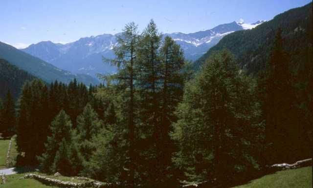 Die Südseite des Berninapasses führt uns durch viele Vegetationsstufen.