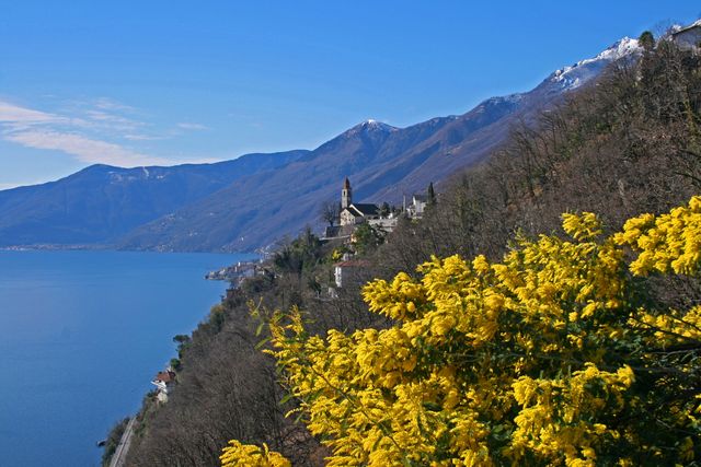 von Ascona auf dem Weg zu den Monti di Ronco, geschmückt mit Ginster, im Hintergrund Ronco, März 08