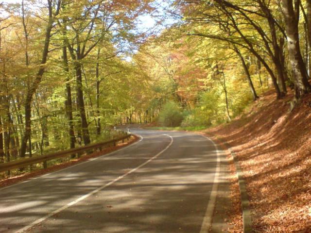 Westanfahrt - Im Wald auf toller Herbstpassage dem Kohlberg entgegen.
