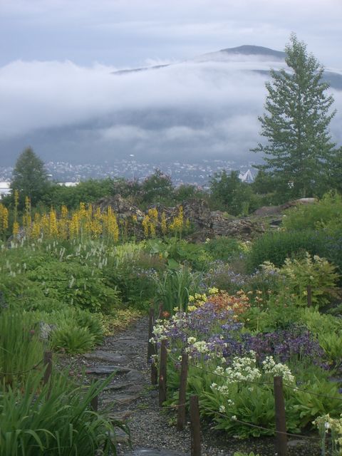 Tromso Botanischer Garten 2.
