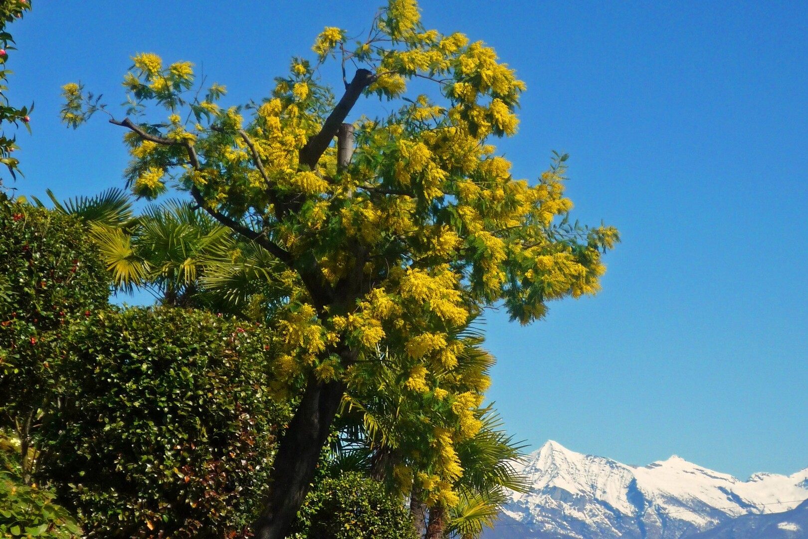 02 Mimosen und Schnee, Symbol des Tessiner Frühlings, 15.03.09